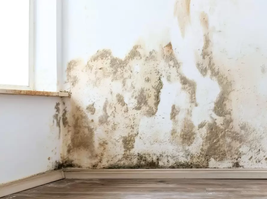 Humedades por capilaridad en una pared interior. Esta imagen representa un problema legal común que requiere saber quién es el responsable de las humedades y goteras.